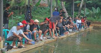 Mancing Ikan Patin Pakai Usus Ayam Untuk Pakan